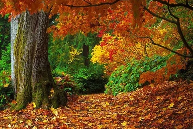 Desktop Wallpapers Fall