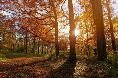 Fall Computer Wallpapers, Desktop Backgrounds