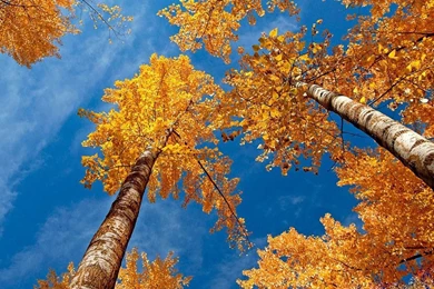 Super Autumn Scenery Wallpapers   Wallpapers Animal Hd