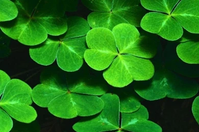 Clover S4 Wallpapers