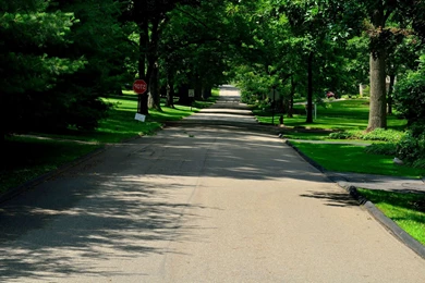 Hd Nature Images, Wallpapers Of Natures, Organic, Plants, Fresh Air ...