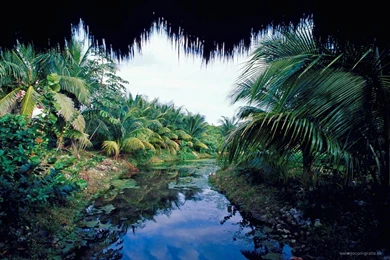 Fonds D'écran Jungle : Tous Les Wallpapers Jungle