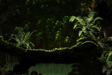 The Advantage Of Having Wallpapers HD Jungle – Design Inspiration