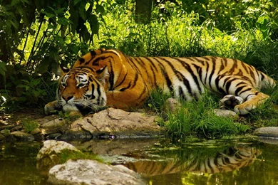 Tiger HD Animal Wallpapers
