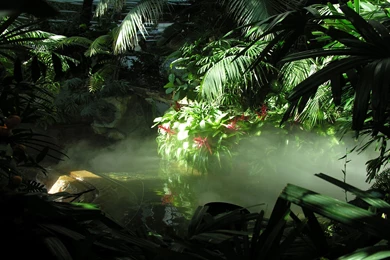 Download Jungle Animal Wallpapers HD