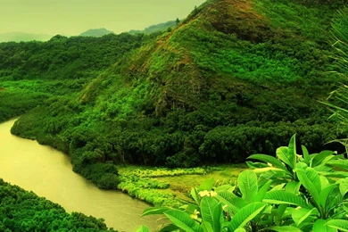 Jungle HD Waterscape Wallpapers