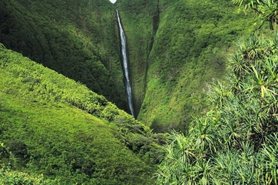 4K Ultra HD Jungle Wallpapers HD, Desktop Backgrounds 3840x2160