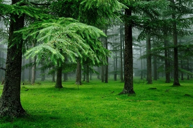 Top Greenish Nature Wallpapers Hd Images For Pinterest