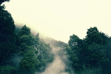 Jungle Computer Wallpapers, Desktop Backgrounds