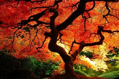 Japanese maple wallpaper hd 1024x8191.jpg