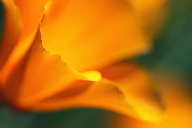 Download All The Ubuntu Community Wallpapers From Karmic To Trusty ...