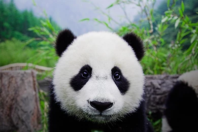 Top Cute Panda Wallpapers Pictures Images For Pinterest