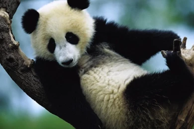 Download 1280x1024 Little Panda Bear On A Tree Wallpapers
