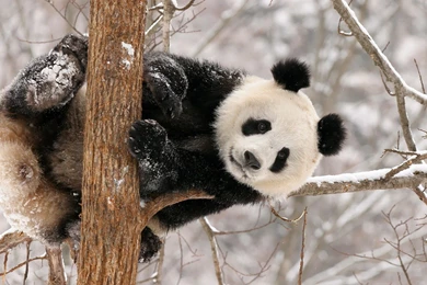 Top Cool Panda Background Images For Pinterest