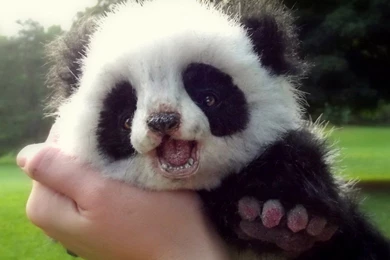 Top Animals Wild Bear Wallpaper Images For Pinterest