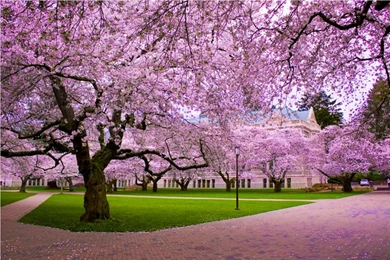 Cherry Blossom Desktop Wallpapers