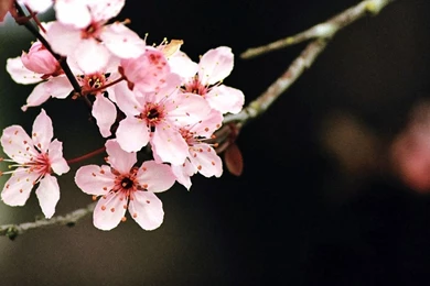 Cherry Blossom Wallpapers By SchrodingersCat19 On DeviantArt