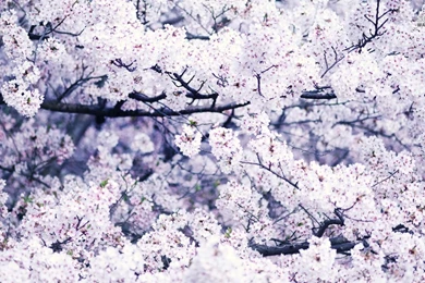 White cherry blossoms wallpaper cherry blossoms 20748 1366x768.jpg