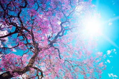 Download Wallpapers 3840x2400 O hanami, Blossom Festival And To ...