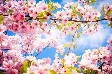 Cherry Blossoms Wallpapers   Photography Wallpapers