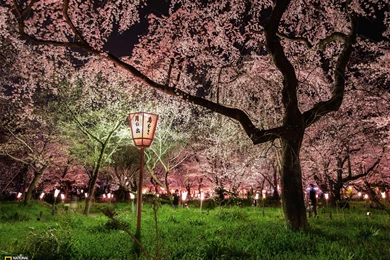 Cherry Blossom Picture    Garden Wallpapers    National Geographic ...