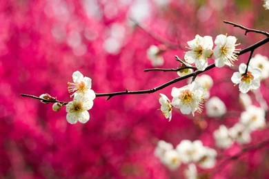 Cherry Blossoms Wallpapers   Flower Wallpapers