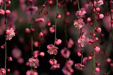 Cherry Blossoms Wallpapers   Flower Wallpapers