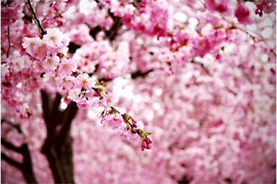 Beautiful Pink Cherry Blossom Wallpapers   Colors Photo (34590446 ...