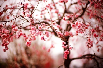 Spring pink japanese cherry blossoms wallpaper.jpg