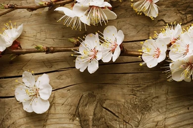Cherry Blossoms Wallpapers   Flower Wallpapers