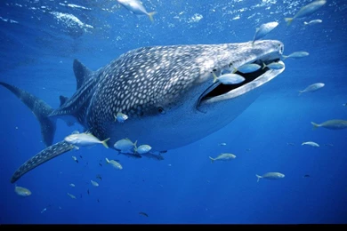 Fish Desktop Wallpapers