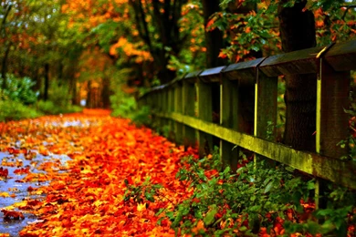 27 Autumn Leaves Wallpapers 1510 :: Fall Hd Wallpapers