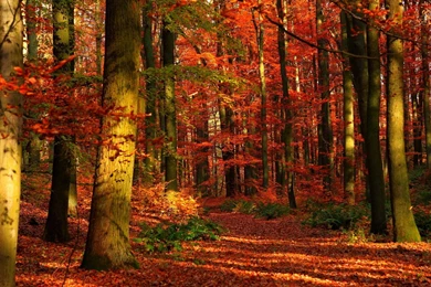 4K Ultra HD Autumn Wallpapers HD, Desktop Backgrounds 3840x2160 ...