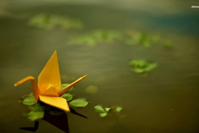 Origami Crane Floating On The Pond Wallpapers   Photography ...