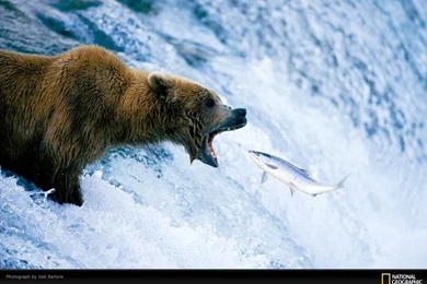 Grizzly Bear Photo By Joel Sartore, Grizzly Wallpaper, Download ...