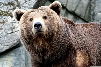 Grizzly Bear 1 HD Desktop Wallpapers : Widescreen : High Definition ...