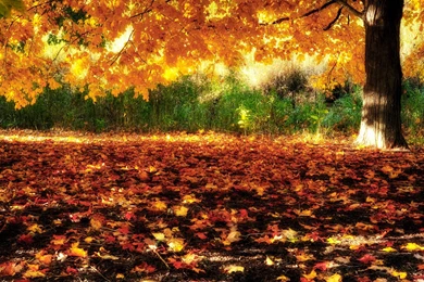 Fall Wallpapers Hd Wallree27