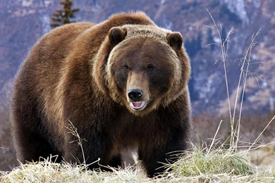 Top Cute Grizzly Bear Wallpaper Images For Pinterest
