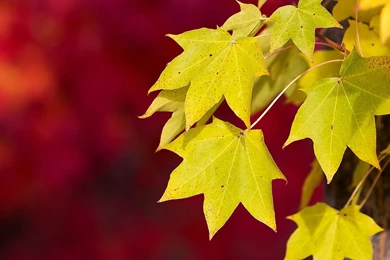 Full HD 1080p Autumn Wallpapers HD, Desktop Backgrounds 1920x1080