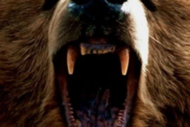 Brother Bear Iphone Wallpapers