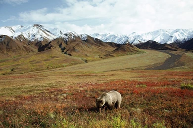 Grizzly Bear 1600 X 1200 Wallpapers