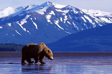 Download Alaska Grizzly Bear Wallpapers 2867 1600x1200 Px High ...