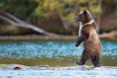 Big Animal Predator 08 Grizzly Bear