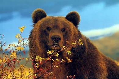 Grizzly Bear Wallpapers   Wild Big Grizzly Wallpapers