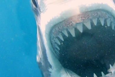 Shark Attack iPhone 5 Wallpapers