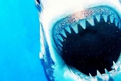 Shark Jaws iPhone 5 Wallpapers