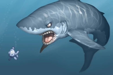 Pics, Facts, Funny Stuff About Animals & Nature Shark Fish Wallpapers