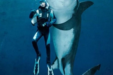 Swimming with great white sharks funny iphone 6 plus 1080x1920 wallpaper.jpg