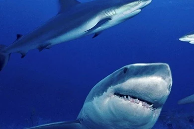 Iphone Sharks Wallpapers Animal Backgrounds 226