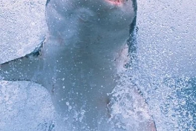 Pics, Facts, Funny Stuff About Animals & Nature Shark Breach ...